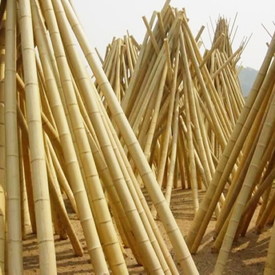 맞춤형 크기 순수 자연 모소 건조 Bambu Pole Solid Moso Bambu Pole 공사 또는 장식용